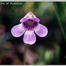 znalezisko 00010000.398.mr - Pinguicula vulgaris ssp. vulgaris (tłustosz pospolity typowy); Suwalszczyzna