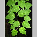 znalezisko 20090600.5.pk - Acer davidii ssp. grosseri (klon Grossera); Arboretum w Rogowie