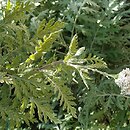Achillea ptarmicifolia