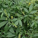 Agrimonia japonica (rzepik japoński)