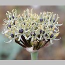 Allium cyrilli