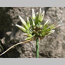 znalezisko 20060600.19.pk - Allium melanantherum; Szczeglacin (Sivino BG)