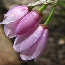 Allium narcissiflorum (czosnek narcyzowy)