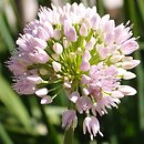 Allium thunbergii (czosnek Thunberga)