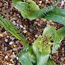 znalezisko 20170217.2.pk - Colchicum villosum; ogród botaniczny Kew (Wlk. Brytania)