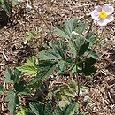 Eriocapitella vitifolia (zawilec winoroÅ›lowy)