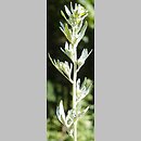 znalezisko 20190710.1.pk - Artemisia absinthium (bylica piołun); Facimiech, Pieniny