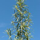znalezisko 20170900.1.pk - Artemisia umbrosa; SZ