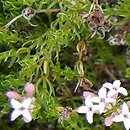 Asperula lilaciflora