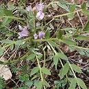 Astragalus wilmottianus