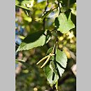 znalezisko 20120722.4.pk - Betula utilis ssp. albosinensis (brzoza białochińska); Arboretum w Rogowie