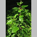 znalezisko 20090520.2.pk - Betula fruticosa (brzoza krzaczasta); Arboretum w Rogowie