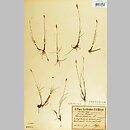 turzyca dwupienna (Carex dioica)