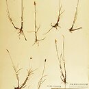 znalezisko 18730500.1.pk - Carex dioica (turzyca dwupienna); Rudnik, gm. Łosice, woj. mazowieckie