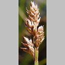turzyca torfowa (Carex heleonastes)