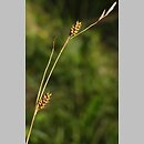 znalezisko 20120600.1.pk - Carex hostiana (turzyca Hosta); Kumów-Leszczany k. Chełma, woj. lubelskie