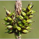 znalezisko 20140524.1.pk - Carex hostiana (turzyca Hosta); Strupin Łanowy