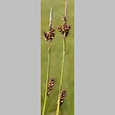 znalezisko 20140619.1.pk - Carex hostiana (turzyca Hosta); Sawin