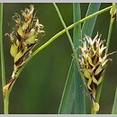 turzyca ciemnokÅ‚osa (zwisÅ‚a) (Carex melanostachya)