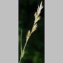 znalezisko 20130623.1.pk - Carex repens (turzyca poznańska); rez. Przekop