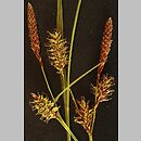 Carex ×leutzii