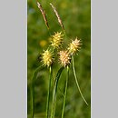 Carex ×ruedtii
