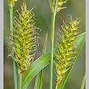 Carex ×xanthocarpa