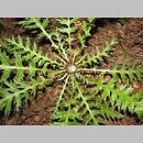 znalezisko 20060800.3.pk - Carlina acaulis ssp. caulescens; Lipiny gm. Przesmyki, woj. mazowieckie