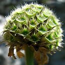 Cephalaria alpina (głowaczek alpejski)