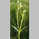 Cerastium dubium (rogownica lepka)