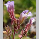 Chaenorhinum origanifolium (lniczka lebiodkolistna)
