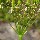 Apiaceae - z pokrywkami, bez pokryw