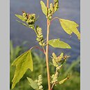 Chenopodium acerifolium (komosa ostroklapowa)