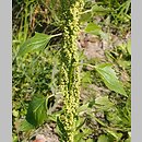 Chenopodium urbicum (komosa trÃ³jkÄ…tna)