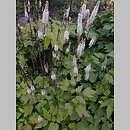 znalezisko 20210910.2.pk - Actaea cordifolia (pluskwica groniasta); Warszawa, Ogród Botaniczny UW
