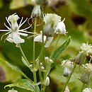 Clematis ligusticifolia (powojnik lubiÅ›nikowy)