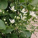 Clematis terniflora (powojnik jesienny)