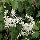 Clematis trichotoma
