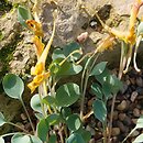 Corydalis aitchisonii