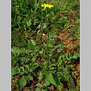znalezisko 20090500.11.pk - Crepis vesicaria ssp. taraxacifolia (pępawa pęcherzykowata Haenselera); Kamenjak (Chorwacja)