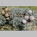 znalezisko 20180406.2.pk - Cupressus arizonica (cyprys arizoński); ogród botaniczny Cambridge (Wlk. Brytania)