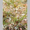 znalezisko 20120706.1.pk - Cyperus flavescens (cibora żółta); Ogród Botaniczny München (Niemcy)
