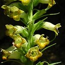 naparstnica zielonkawa (Digitalis viridiflora)