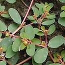 Euphorbia humifusa (wilczomlecz rozesÅ‚any)