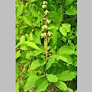 znalezisko 20080620.5.pk - Exochorda racemosa (obiela wielkokwiatowa); ogród botaniczny PAN, Powsin