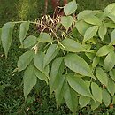 Fraxinus chinensis ssp. rhynchophylla (jesion koreański)