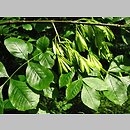 znalezisko 20090701.18.pk - Fraxinus latifolia (jesion szerokolistny); Arboretum w Rogowie