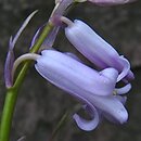 Hyacinthoides Ã—massartiana