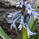 Hyacinthus orientalis ssp. chionophyllus