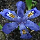 kosaciec grzebieniasty (Iris cristata)